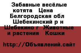 Забавные весёлые котята › Цена ­ 1 - Белгородская обл., Шебекинский р-н, Шебекино г. Животные и растения » Кошки   